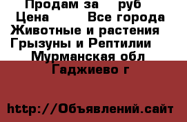 Продам за 50 руб. › Цена ­ 50 - Все города Животные и растения » Грызуны и Рептилии   . Мурманская обл.,Гаджиево г.